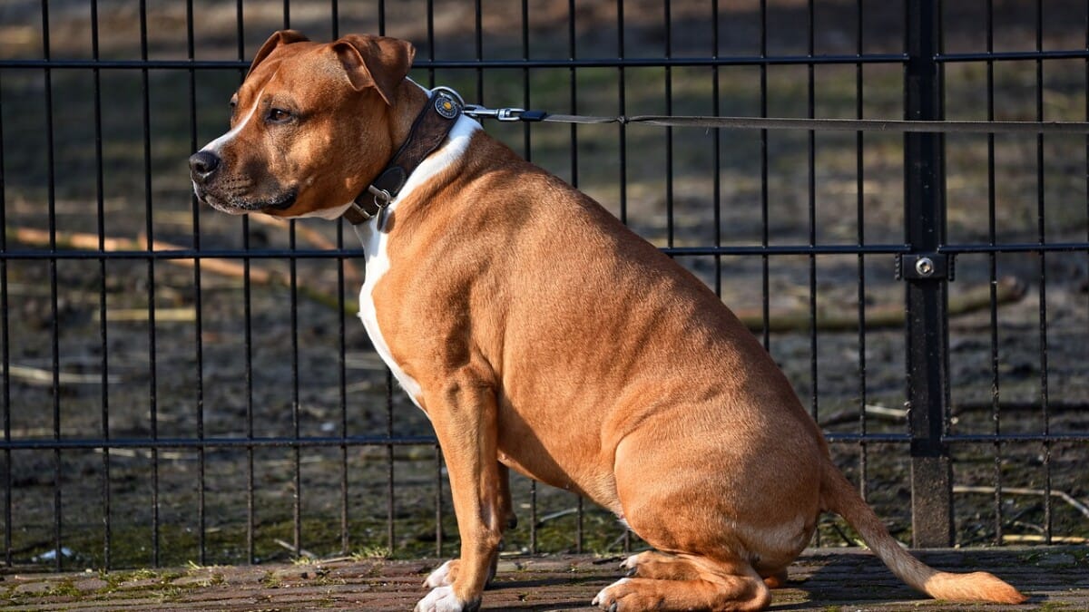 Is It Illegal to Leave Your Pet Chained Outside in California? Here's What the Law Says