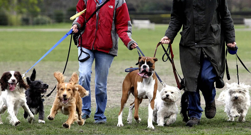 Is It Illegal to Leave Your Pet Chained Outside in Illinois? Here’s What Law Says