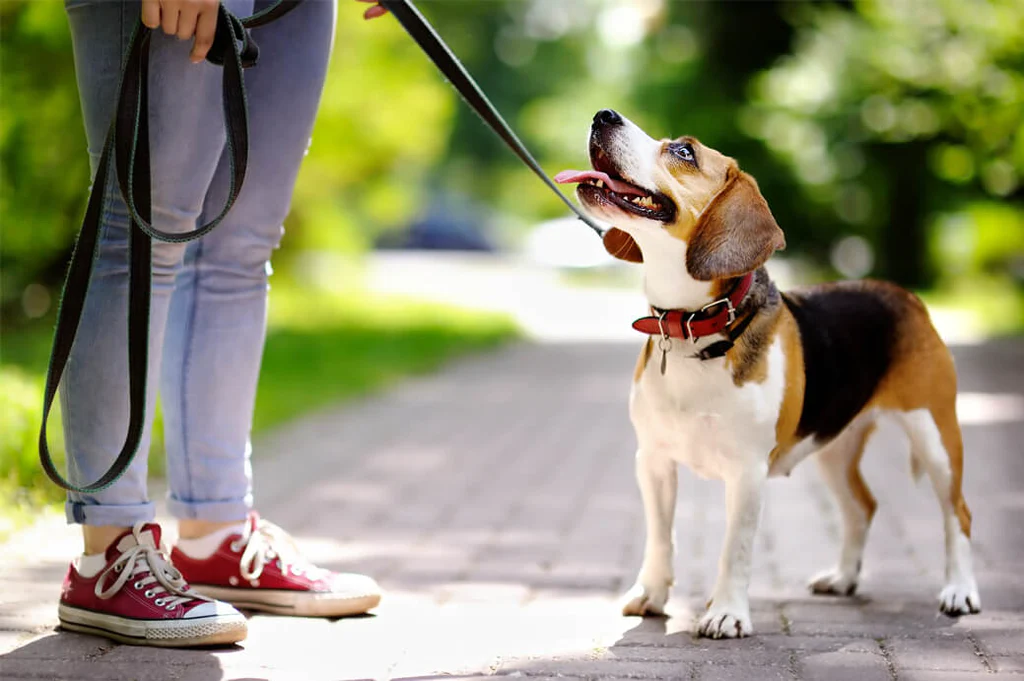 Is It Illegal to Leave Your Pet Chained Outside in Indiana? Here's What Law Says