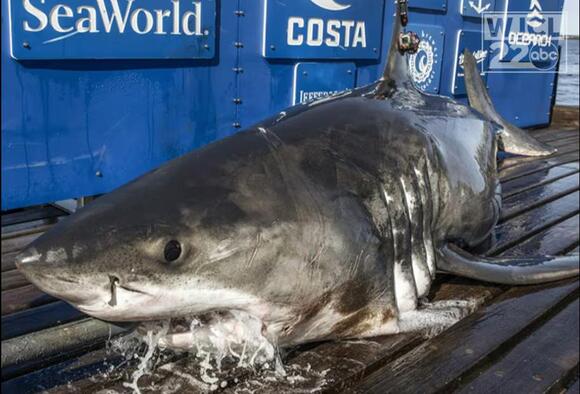 3 great white sharks have pinged off the GASC coast in last 24 hours