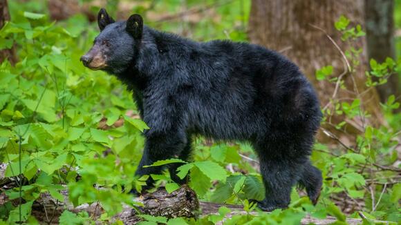 Black Bear Emerges From Hibernation Underneath a North Carolina Family’s Home