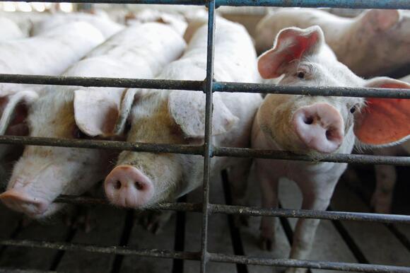 Illinois pork farmers say California mandates could cause urban food insecurity