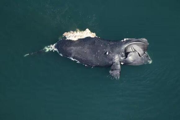 Another rare whale spotted off the coast of Georgia has been found dead