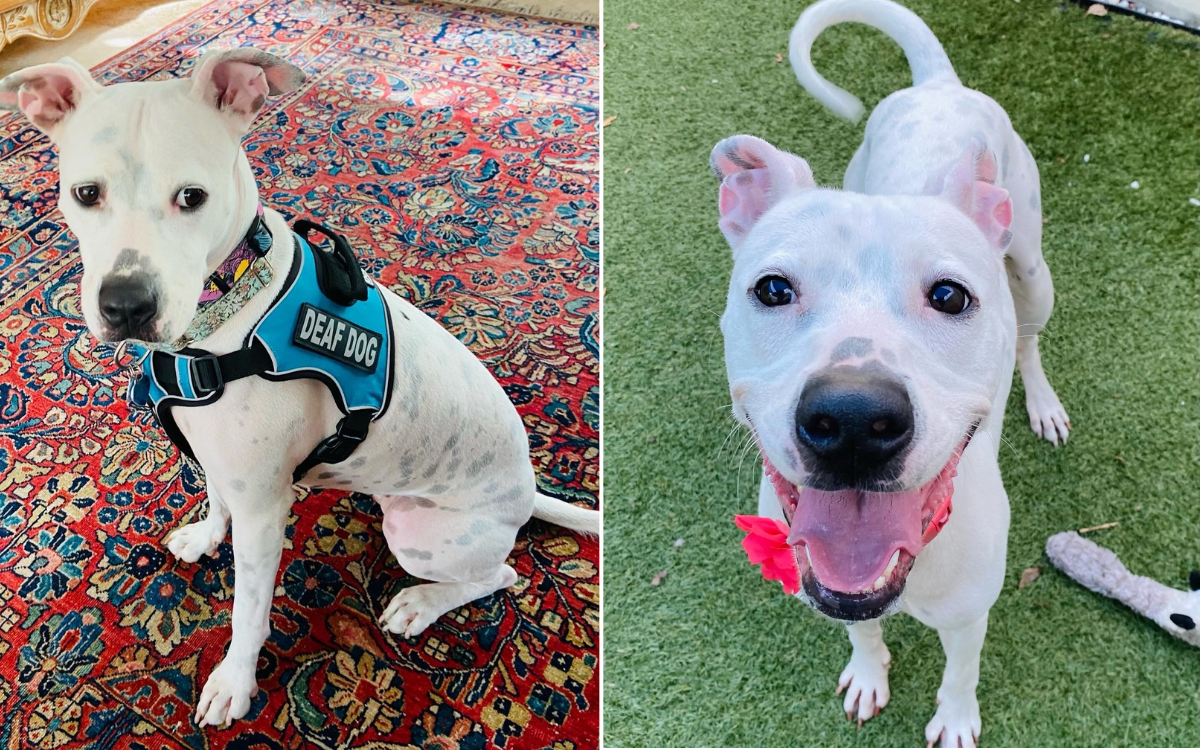 Deaf Shelter Dog Finally Finds Forever Home After Learning Sign Language