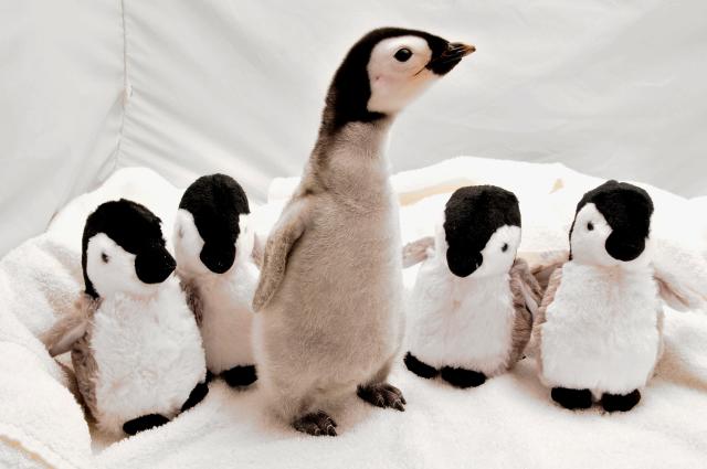 'I can't believe that': Watch hundreds of baby emperor penguins jump off huge ice cliff