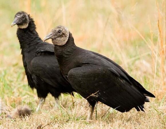 Initiatives taken by Illinois Farm Bureau to support farmers in dealing with black vultures