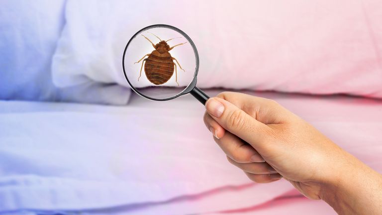 Insect Invasion: 5 Alabama Cities Combatting Bed Bug Onslaught