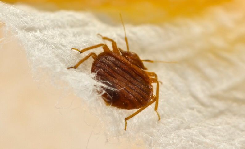 Insect Invasion: 5 Arizona Cities Combatting Bed Bug Onslaught