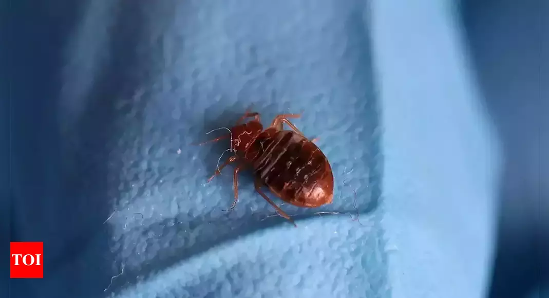 Insect Invasion: 5 California Cities Battling the Bed Bug Onslaught