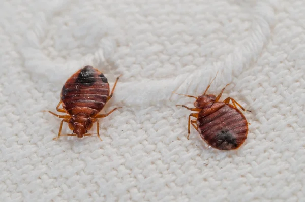 Insect Invasion: 5 Colorado Cities Combatting Bed Bug Onslaught