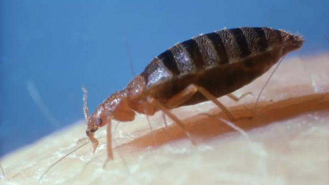 Insect Invasion: 5 Georgia Cities Combatting Bed Bug Onslaught