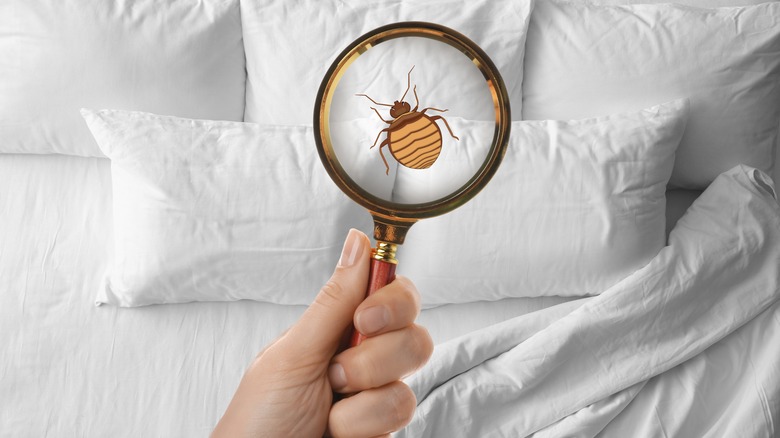 Insect Invasion: 5 Illinois Cities Combatting Bed Bug Onslaught