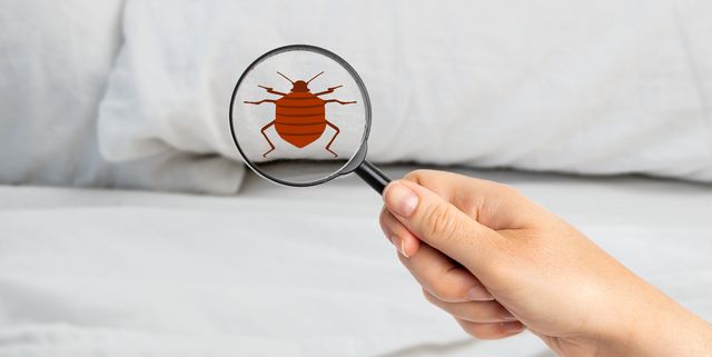 Insect Invasion: 5 Indiana Cities Combatting Bed Bug Onslaught