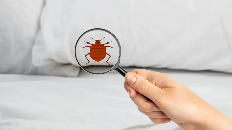 Insect Invasion: 5 Kentucky Cities Combatting Bed Bug Onslaught