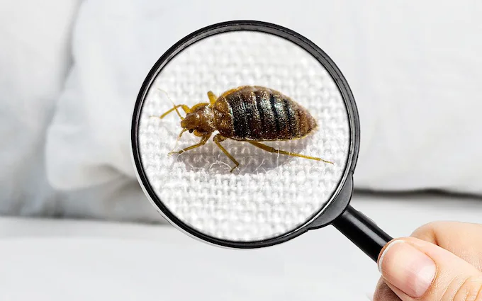 Insect Invasion: 5 Louisiana Cities Combatting Bed Bug Onslaught