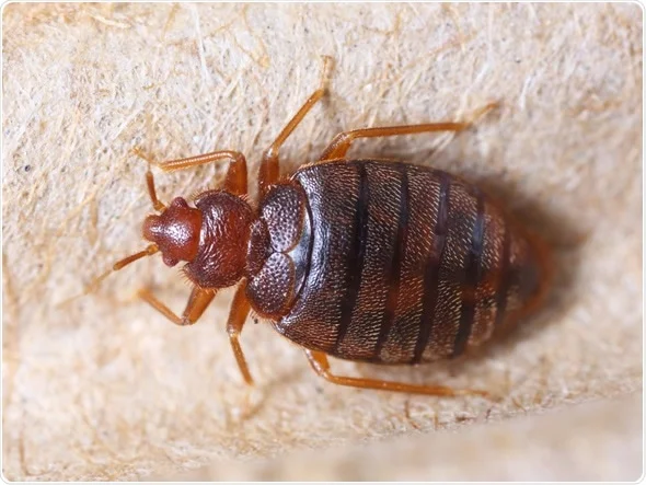 Insect Invasion: 5 Massachusetts Cities Combatting Bed Bug Onslaught