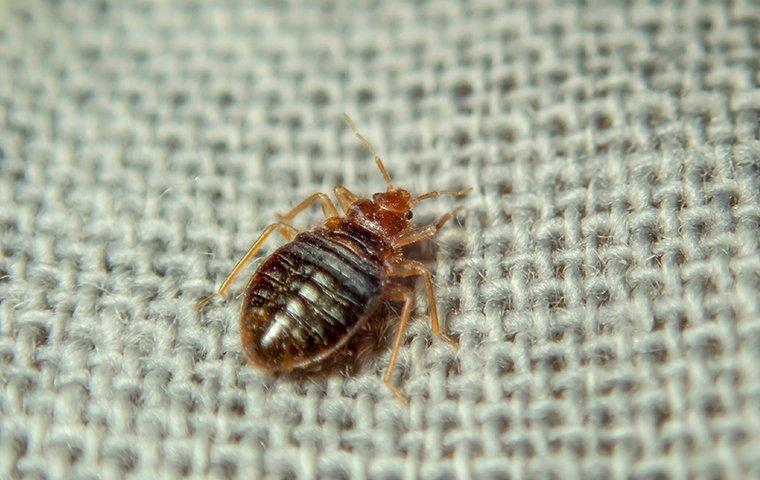 Insect Invasion: 5 New Jersey Cities Combatting Bed Bug Onslaught