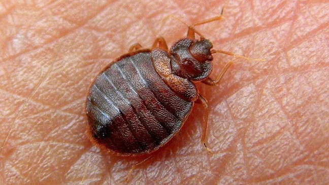 Insect Invasion: 5 North Carolina Cities Combatting Bed Bug Onslaught