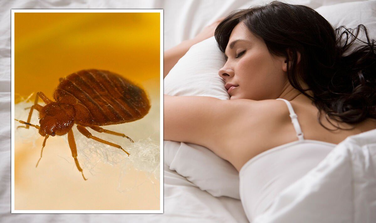 Insect Invasion: 5 Oklahoma Cities Combatting Bed Bug Onslaught