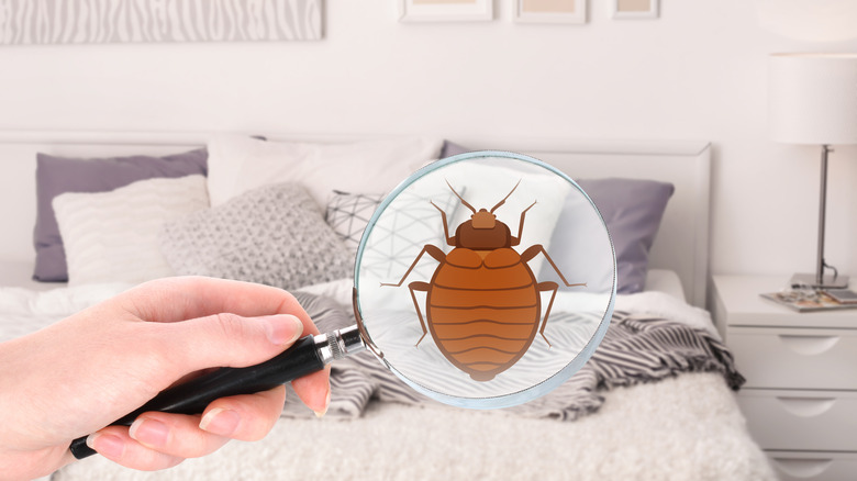 Insect Invasion: 5 Oregon Cities Combatting Bed Bug Onslaught