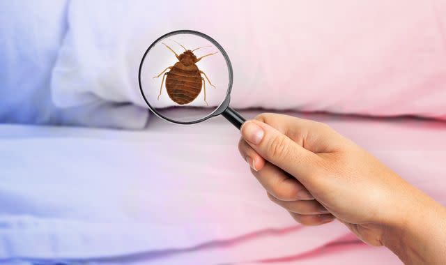 Insect Invasion: 5 Pennsylvania Cities Combatting Bed Bug Onslaught