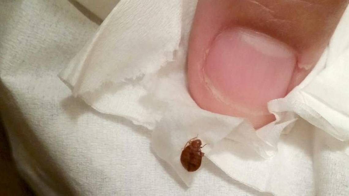 Insect Invasion: 5 South Carolina Cities Combatting Bed Bug Onslaught