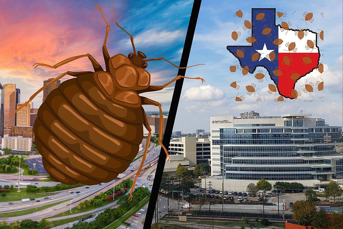 Insect Invasion: 5 Texas Cities Combatting Bed Bug Onslaught