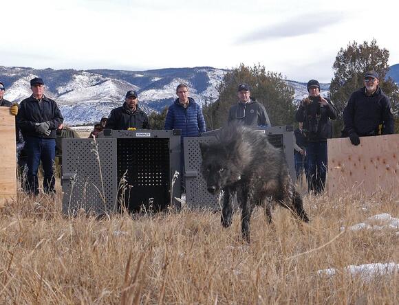 Lawsuit seeks to force feds to relist gray wolves in Northern Rockies