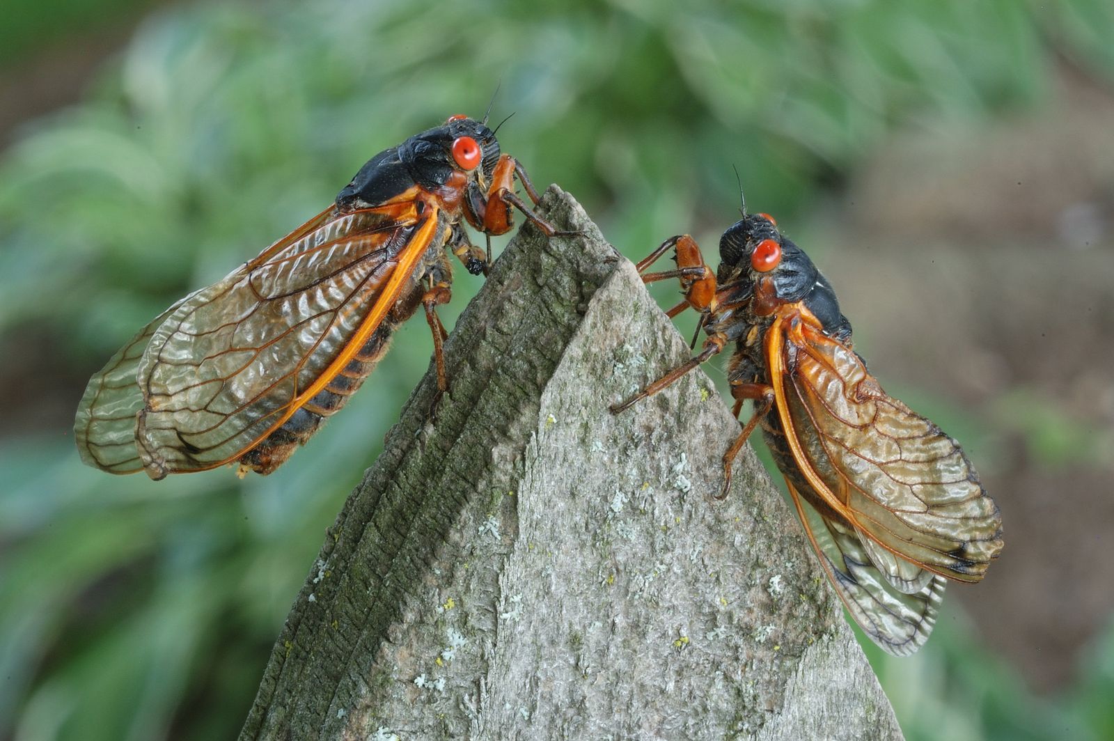 Massive cicada hordes to surface this spring in rare co-emergence