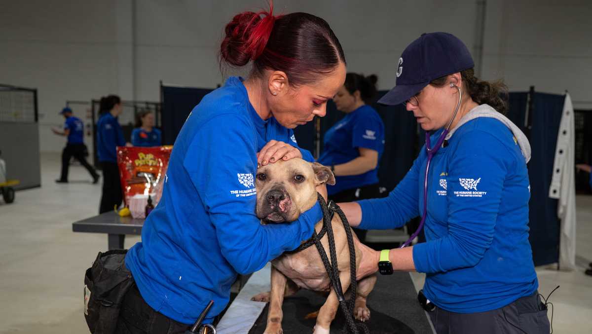 Over 120 dogs rescued, 8 arrested in suspected dogfighting network in New Jersey