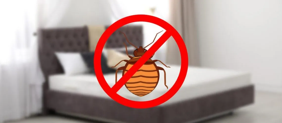 Insect Invasion: 5 Arkansas Cities Combatting Bed Bug Onslaught