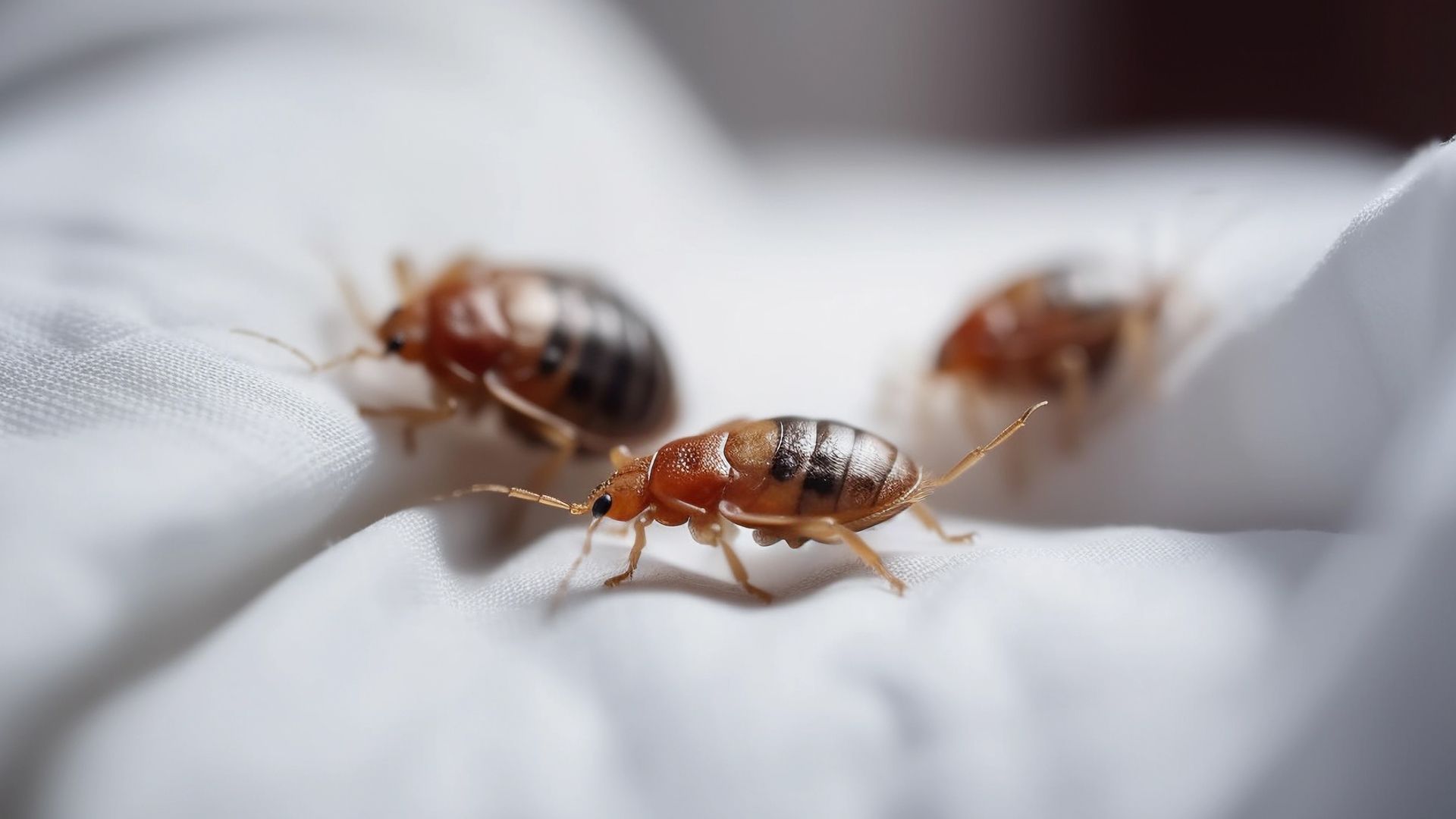 Insect Invasion: 5 Hawaii Cities Combatting Bed Bug Onslaught