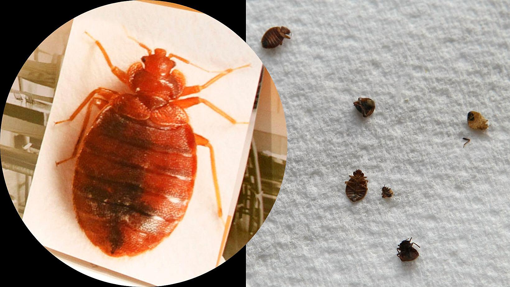 Insect Invasion: 5 Iowa Cities Combatting Bed Bug Onslaught