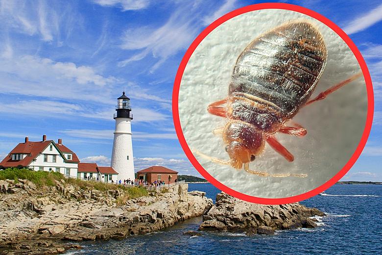 Insect Invasion: 5 Maine Cities Combatting Bed Bug Onslaught