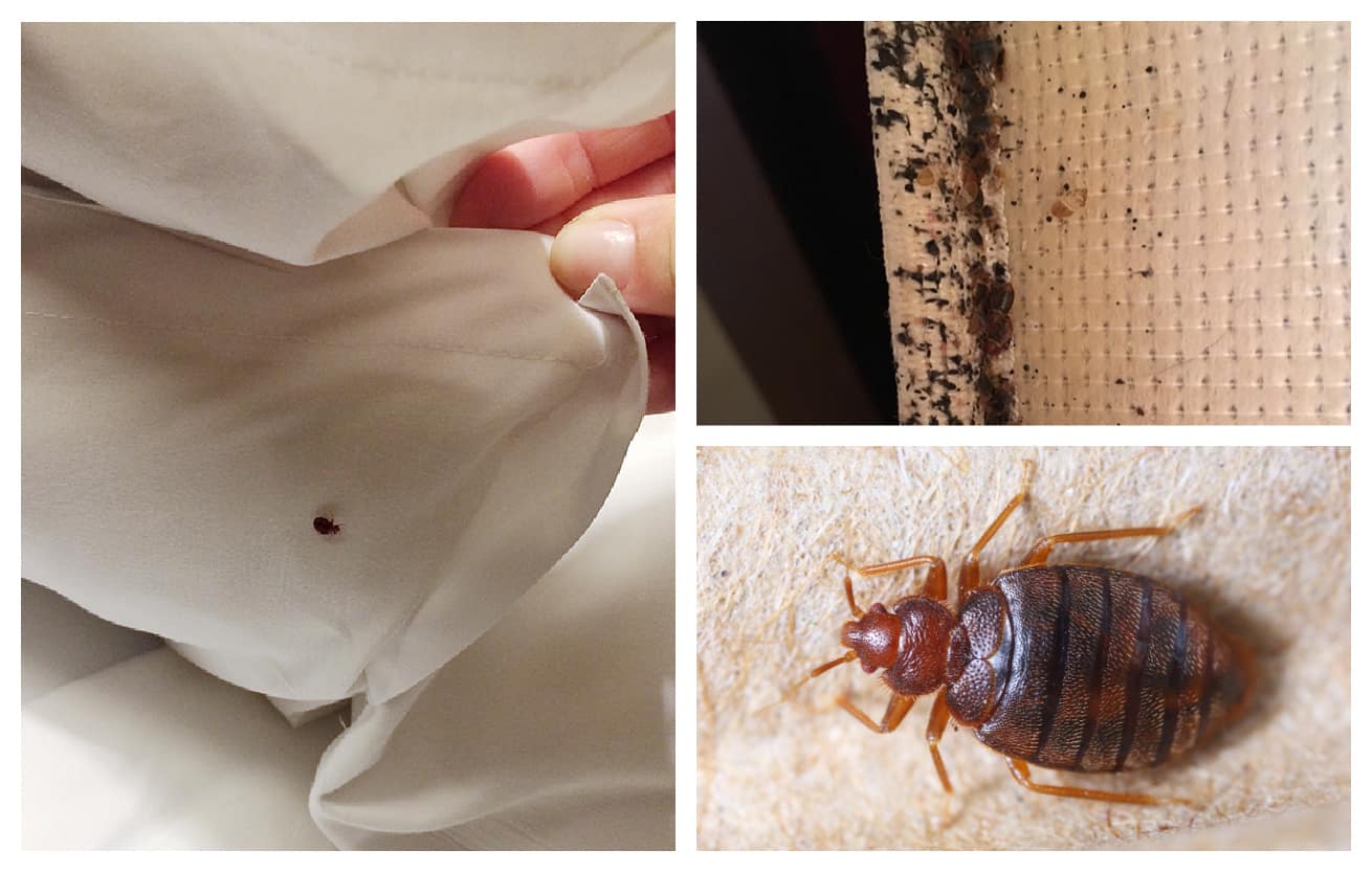 Insect Invasion: 5 Mississippi Cities Combatting Bed Bug Onslaught