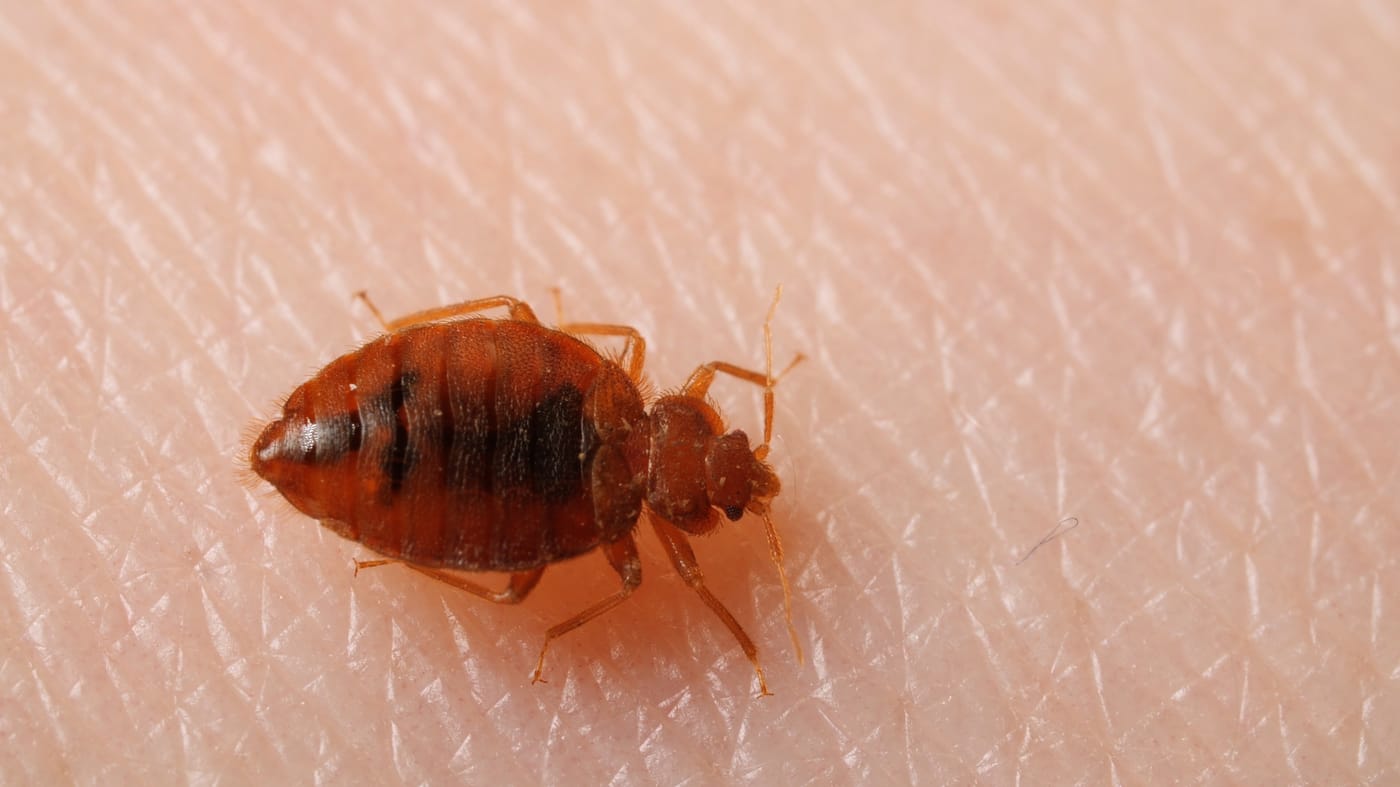 Insect Invasion: 5 Nevada Cities Combatting Bed Bug Onslaught