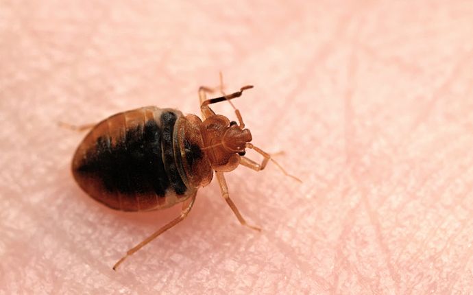 Insect Invasion: 5 North Dakota Cities Combatting Bed Bug Onslaught