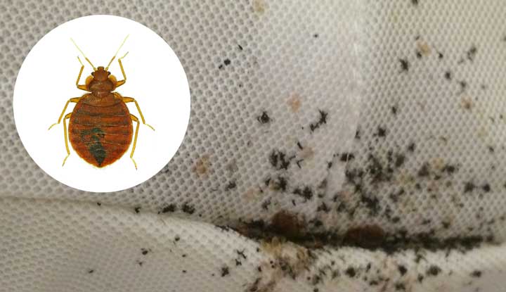 Insect Invasion: 5 Rhode Island Cities Combatting Bed Bug Onslaught