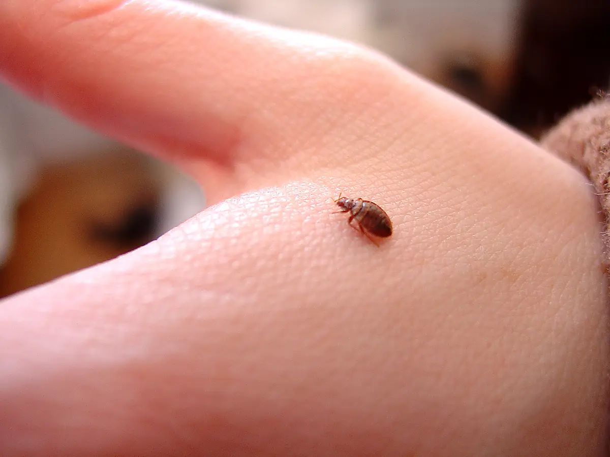 Insect Invasion: 5 South Dakota Cities Battling the Bed Bug Onslaught