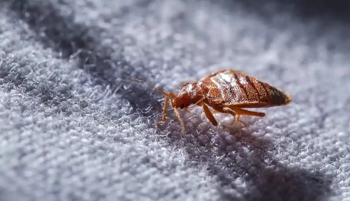 Insect Invasion: 5 Utah Cities Combatting Bed Bug Onslaught