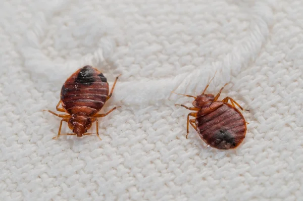 Insect Invasion: 5 Vermont Cities Combatting Bed Bug Onslaught