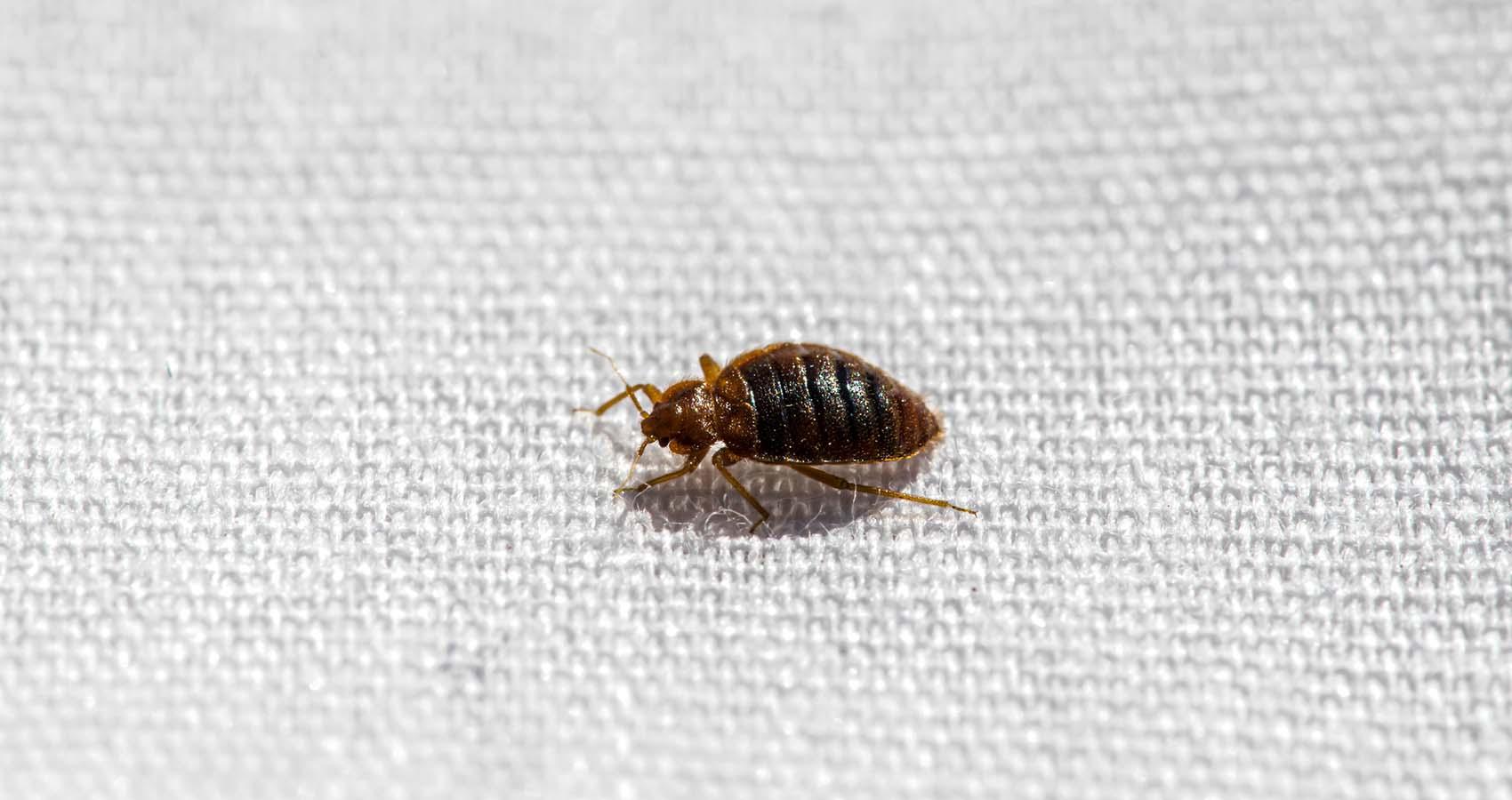 Insect Invasion: 5 West Virginia Cities Combatting Bed Bug Onslaught